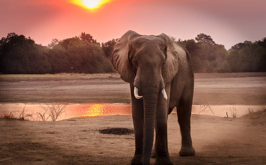 La position de l'éléphant en yoga