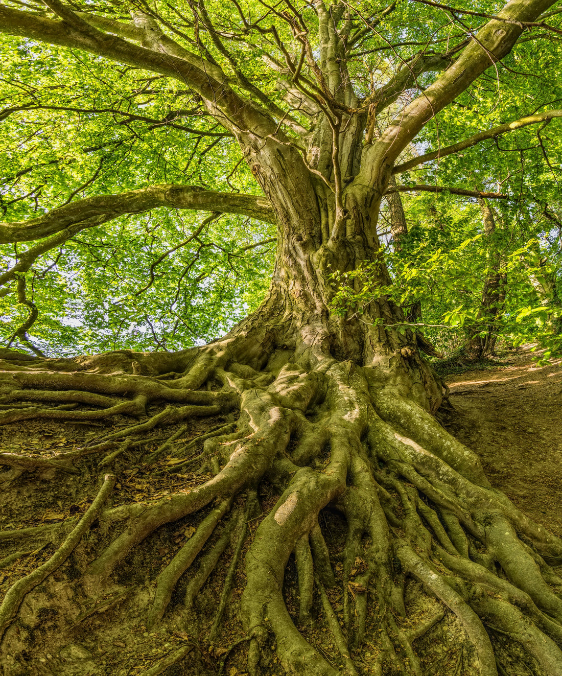 Posture de Base - Yoga : La posture de l'arbre (Vrikshasana)