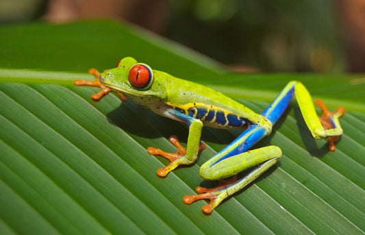 Posture de Base - Yoga : La posture de la grenouille (Bhekasana)