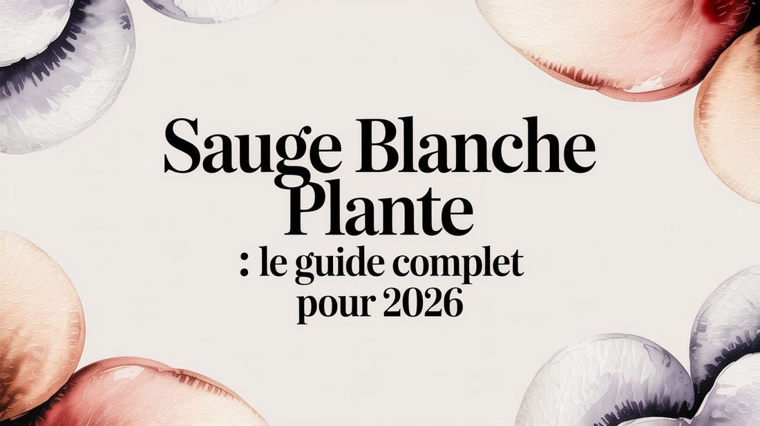 Sauge blanche plante : Le guide complet pour 2026